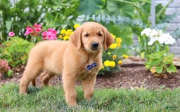 Golden Retriever dogs for sale: Anthony - Image 5