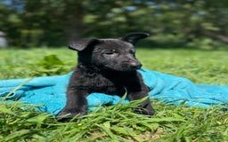 German Shepherd dogs for sale: Big Black - Image 2