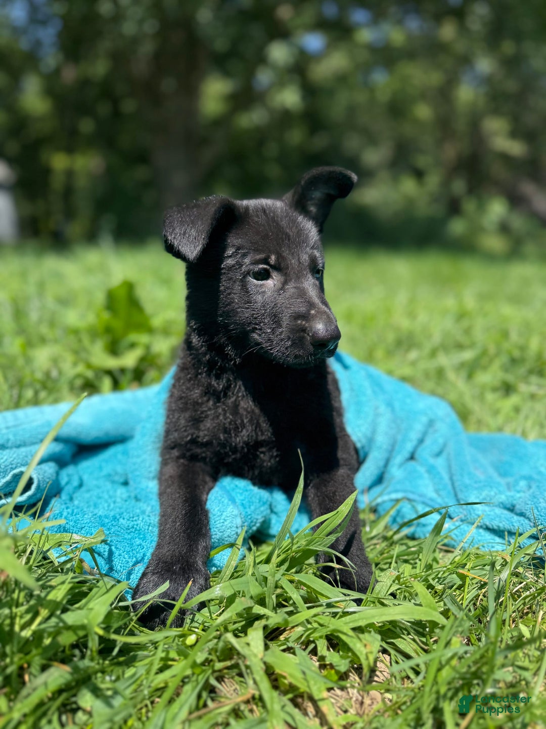 German Shepherd dogs for sale: Big Black - Image 2