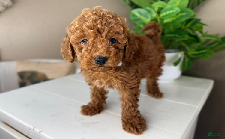 Mini Goldendoodle dogs for sale - Ad 1