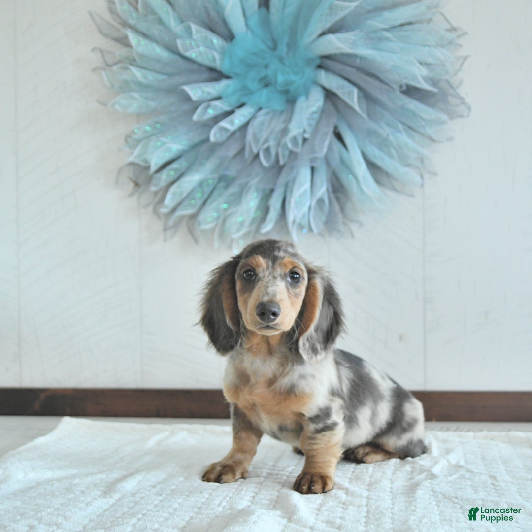 Miniature Dachshund dogs for sale: Flash Rare Color - Image 1