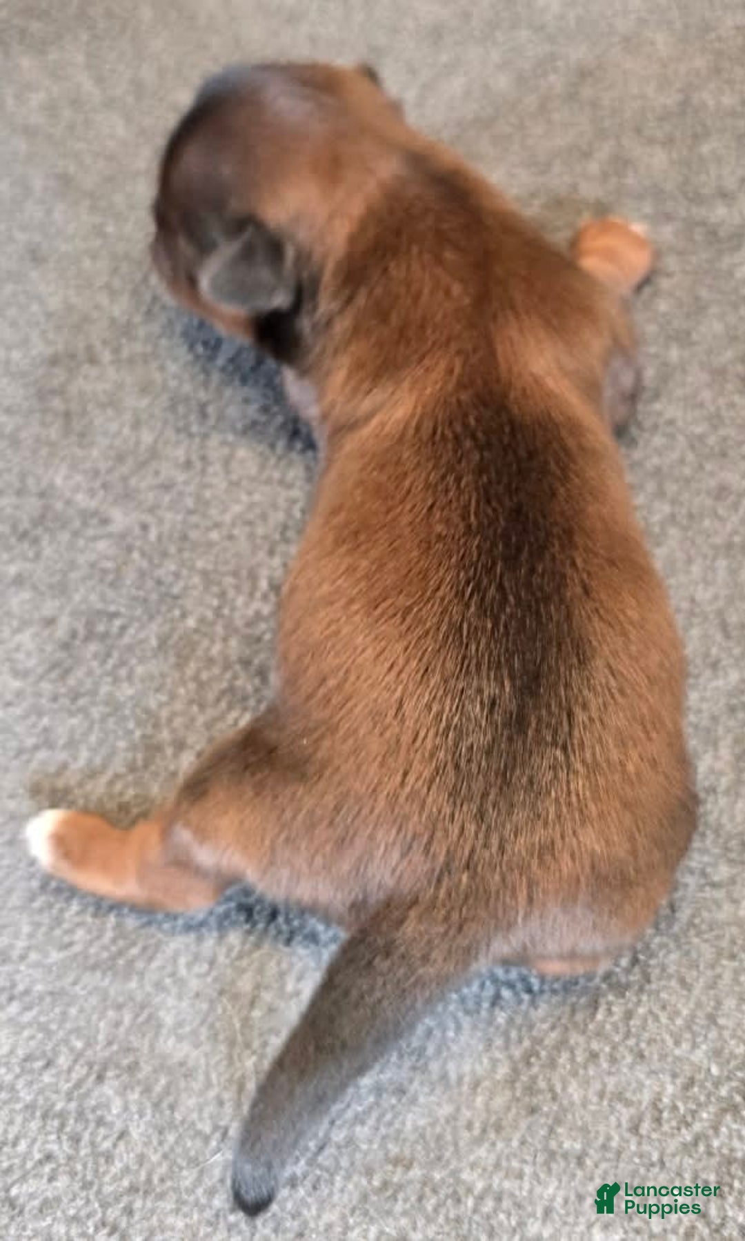 Shorkie dogs for sale: Peanut - Image 7