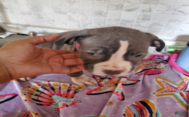 American Pit Bull Terrier dogs - Advert 15