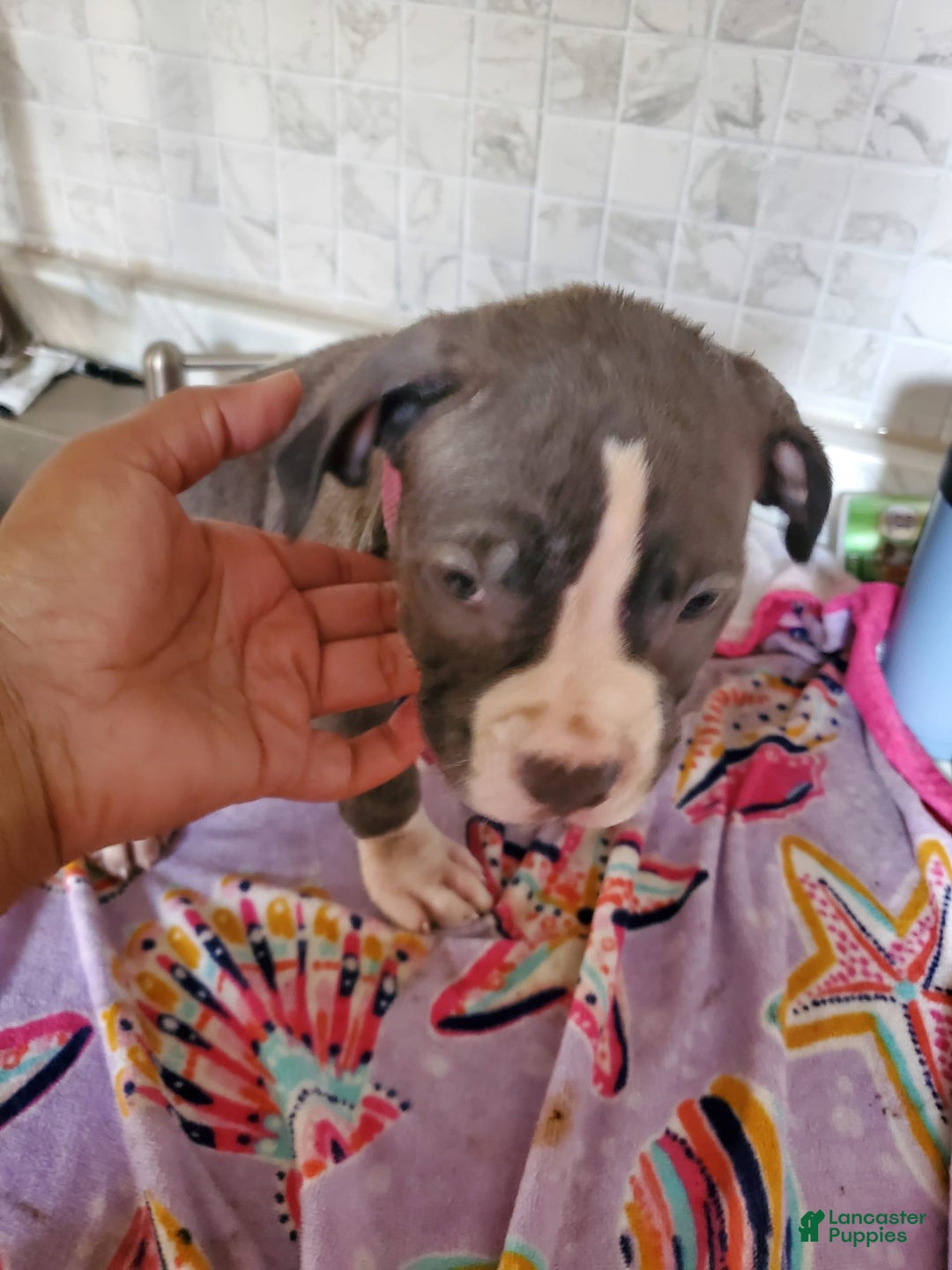 American Pit Bull Terrier dogs for sale: Mama - Image 4