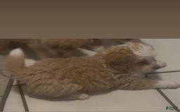 Mini Bernedoodle dogs for sale: Luna - Image 7
