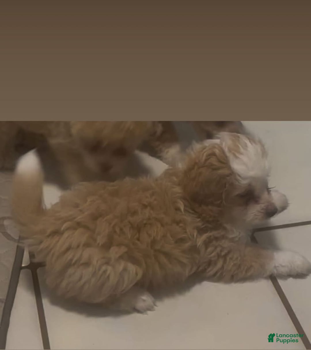 Mini Bernedoodle dogs for sale: Luna - Image 7