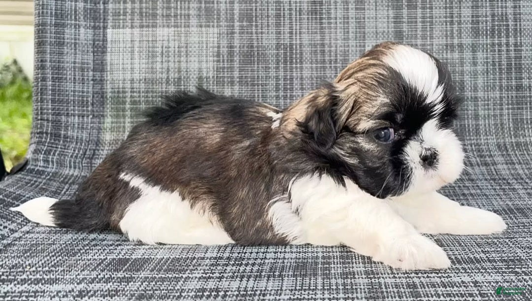 Shih Tzu dogs for sale: Teddy - Image 4