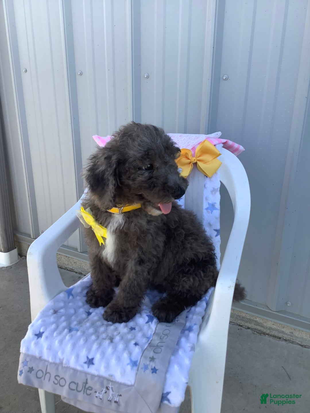 Goldendoodle dogs for sale: Lucy - Image 17