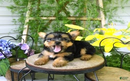 Yorkiepoo dogs for sale: Mickey - Image 1