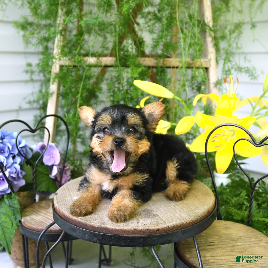 Yorkiepoo dogs for sale: Mickey - Image 1