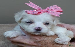 Maltese dogs for sale: Tessa - Image 14