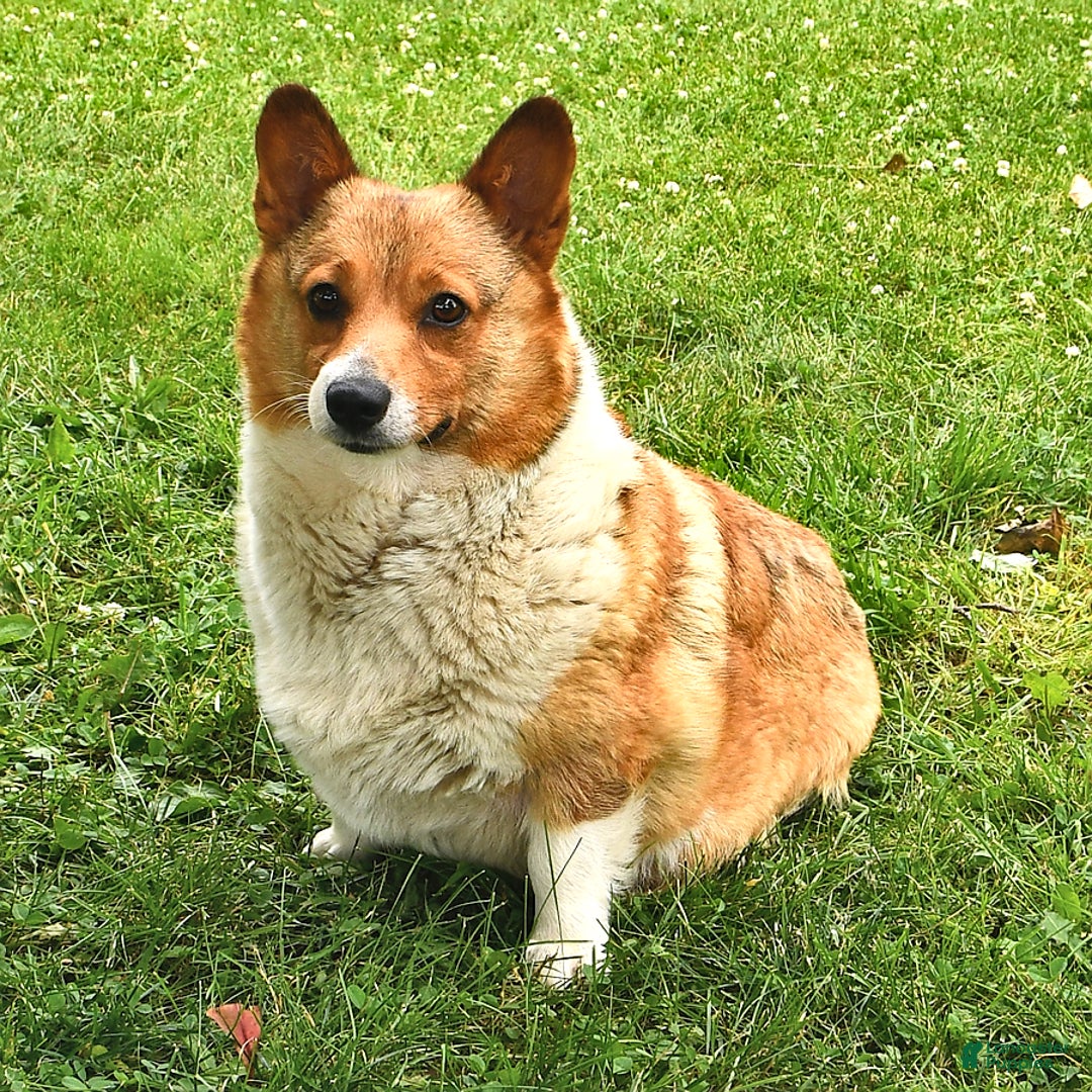 Welsh Corgi Pembroke dogs for sale: Toro - Image 11