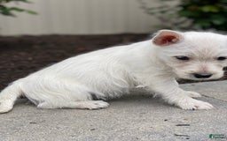 West Highland Terrier dogs for sale: Willow - Image 1