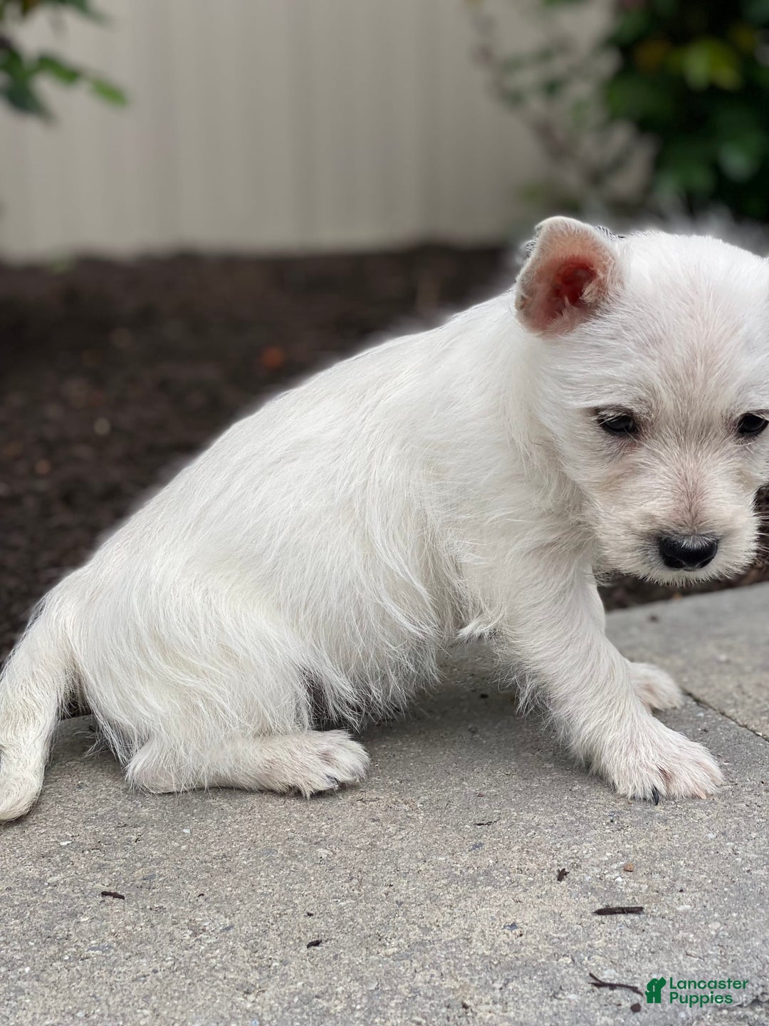West Highland Terrier dogs for sale: Willow - Image 1