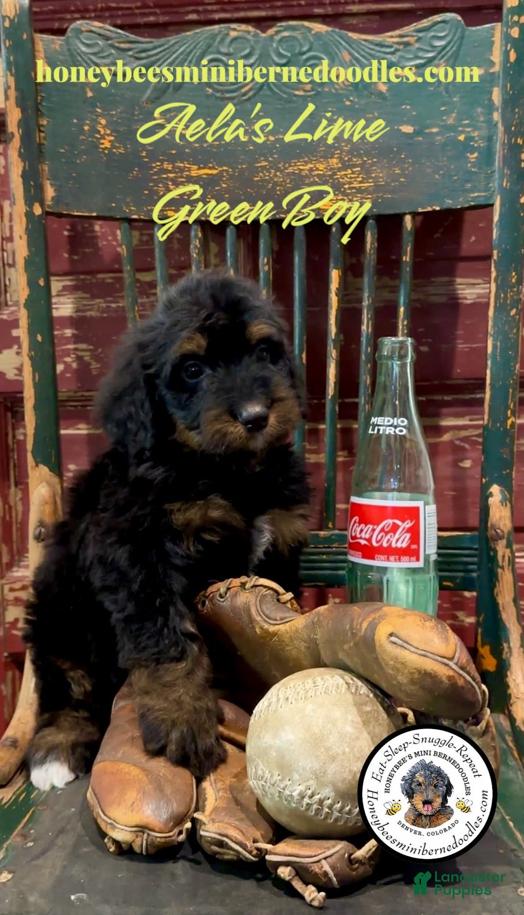 Mini Bernedoodle dogs for sale: Aelas Lime Green Boy - Image 7