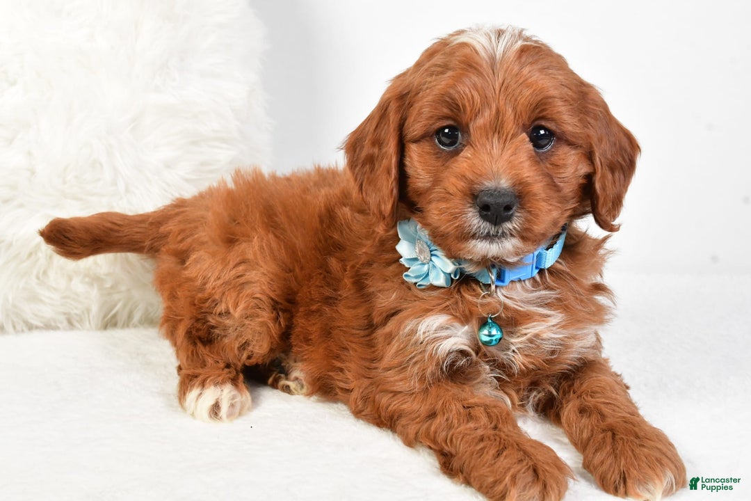 Cavapoo dogs for sale: Goffy - Image 3