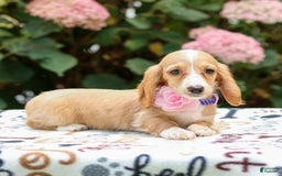 Miniature Dachshund dogs for sale: Sandy - Image 4