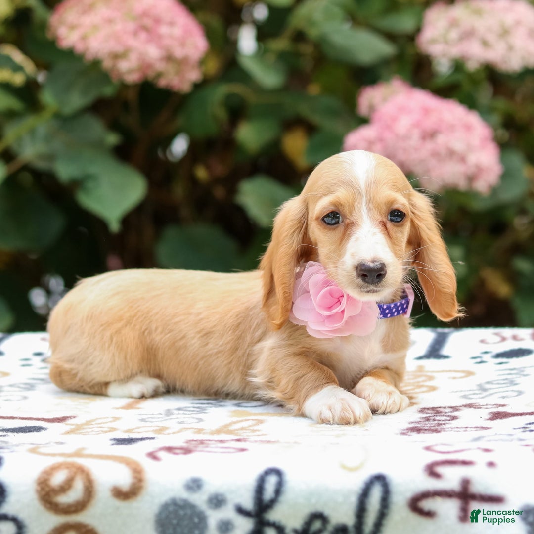 Miniature Dachshund dogs for sale: Sandy - Image 4