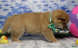 Shiba Inu dogs for sale: Larry - Image 26