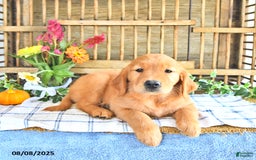 Golden Retriever dogs for sale: Golden Retriever 11 puppies - Image 7