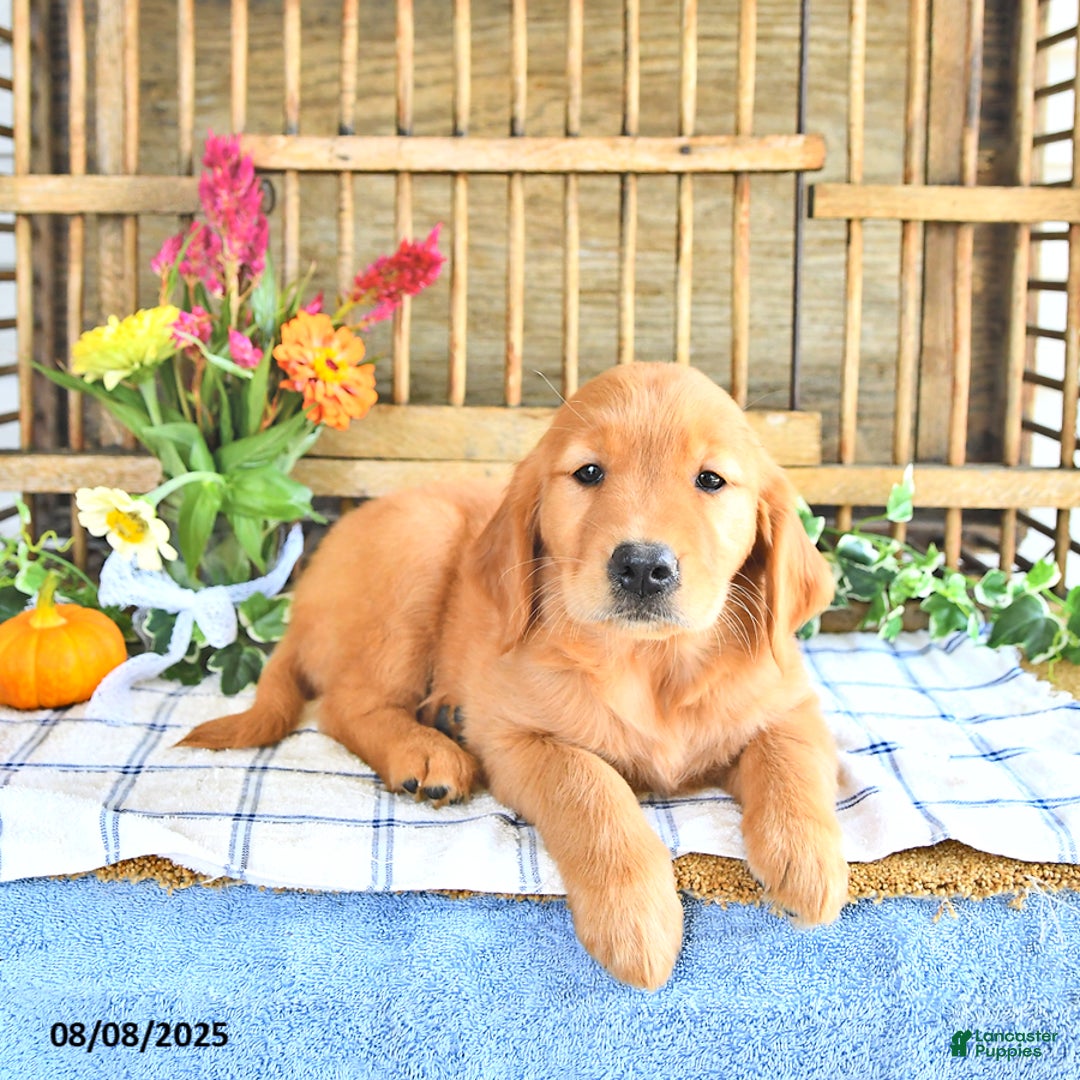 Golden Retriever dogs for sale: Golden Retriever 11 puppies - Image 7