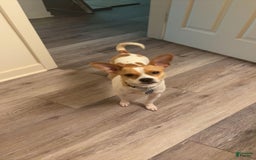 Chihuahua dogs for sale: Willow - Image 6