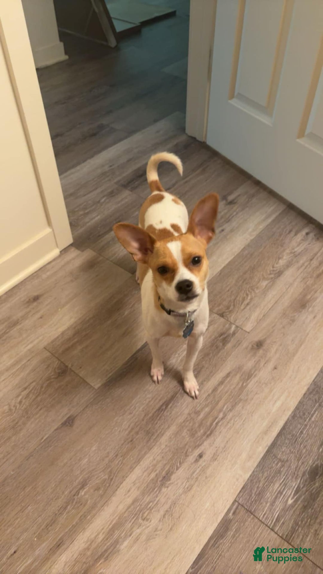 Chihuahua dogs for sale: Willow - Image 6