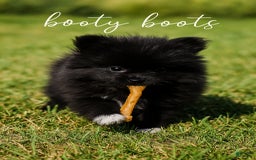 Pomeranian dogs for sale: Booty Boots - Image 7