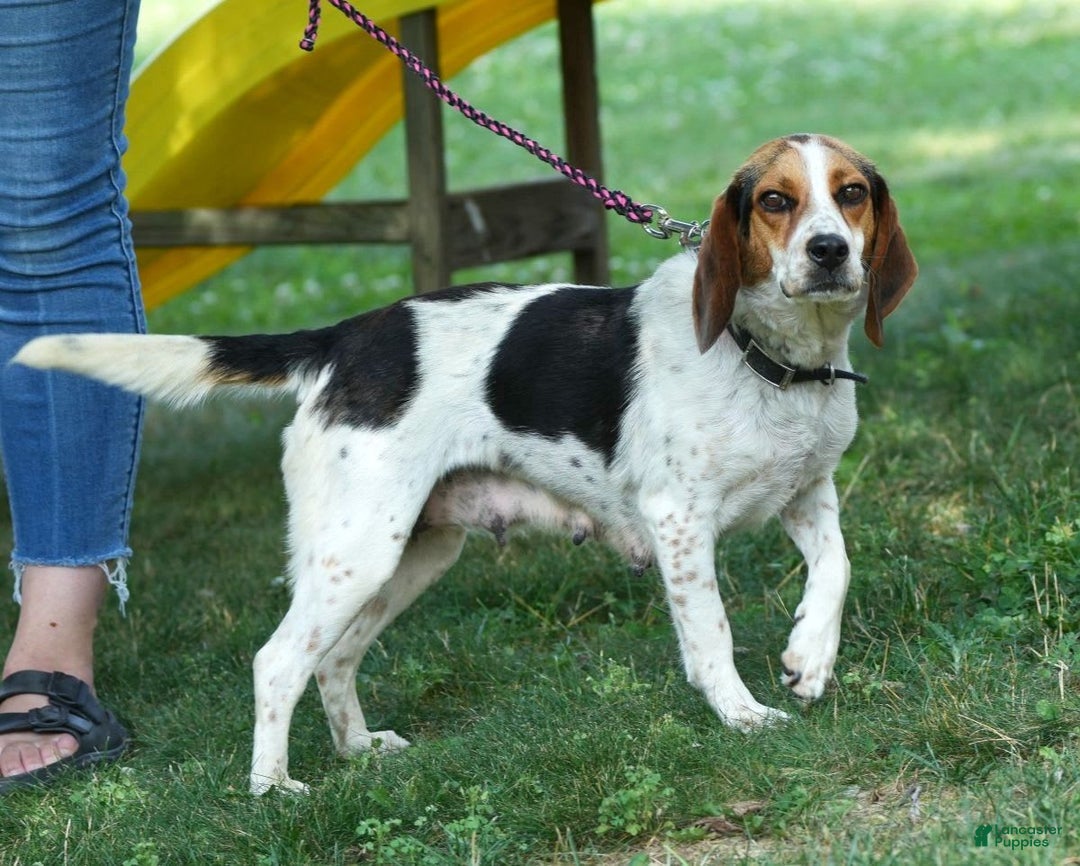 Beagle dogs for sale: Perry - Image 10