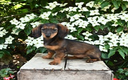 Miniature Dachshund dogs for sale: Ruby - Image 3