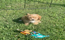 Cavapoo dogs for sale: Puppy 23 - Image 5