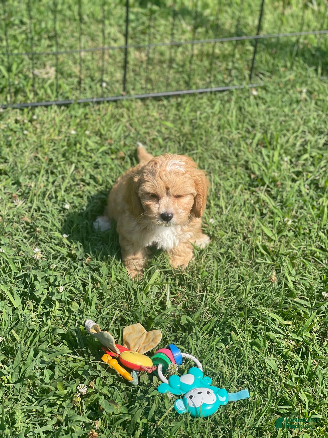 Cavapoo dogs for sale: Puppy 23 - Image 5