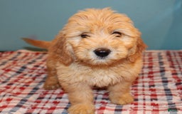 Mini Goldendoodle dogs for sale: May Mini - Image 3