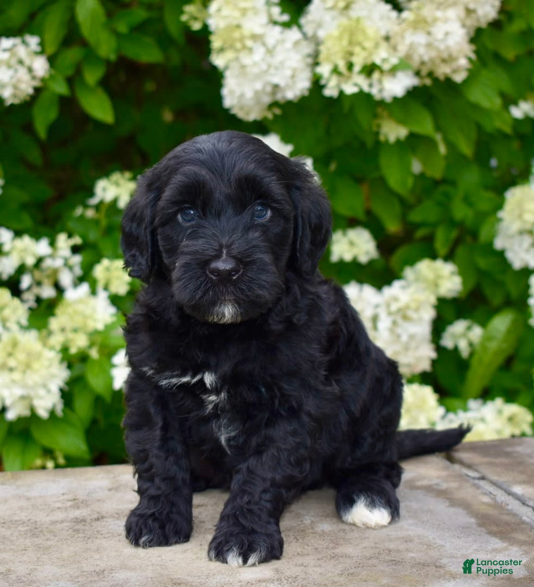 Portuguese Water Dog dogs for sale: Milo - Image 4