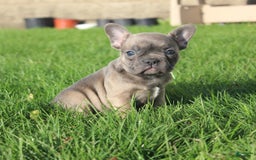 French Bulldog dogs for sale: French Bulldog 3 puppies - Image 47