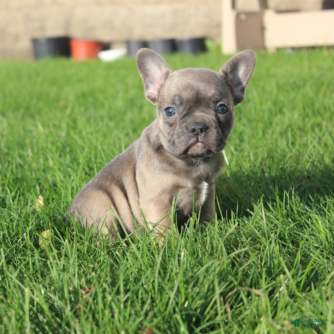 French Bulldog dogs for sale: French Bulldog 3 puppies - Image 47