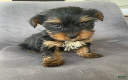 Yorkshire Terrier dogs for sale: Dora - Image 4