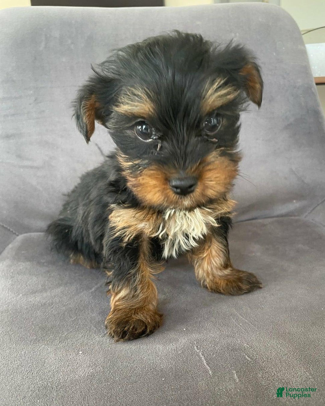 Yorkshire Terrier dogs for sale: Dora - Image 4