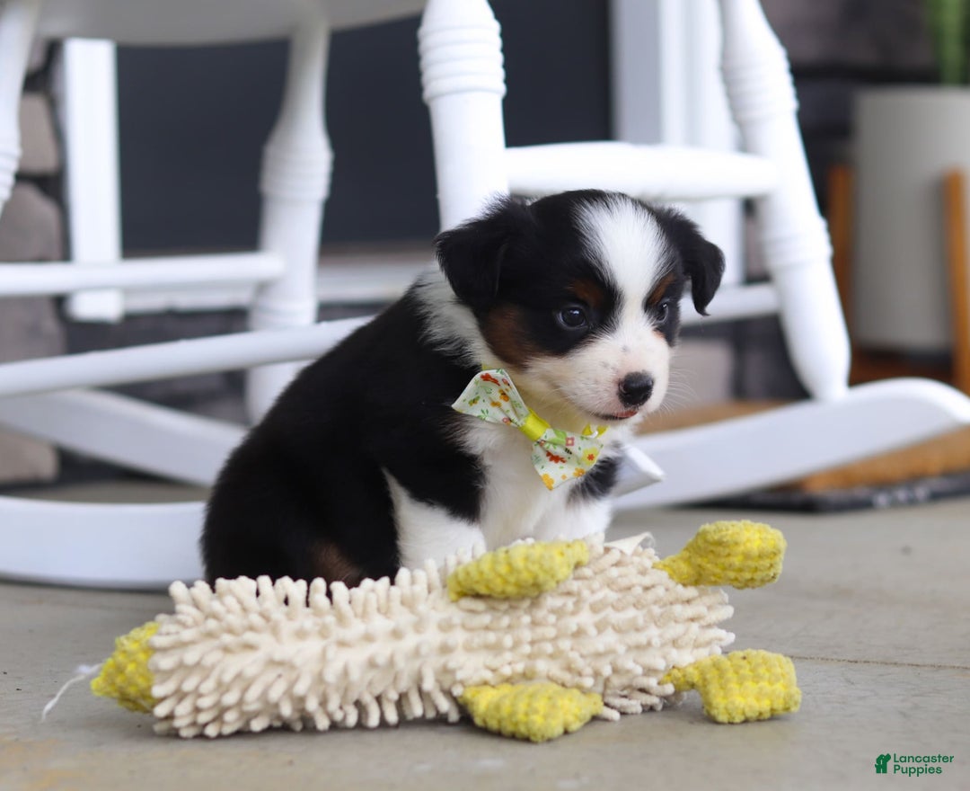 Australian Shepherd dogs for sale: Zeke - Image 1