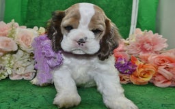 Cocker Spaniel dogs for sale: Akcarielsablepartimerleblueeyescockerpuppy - Image 9