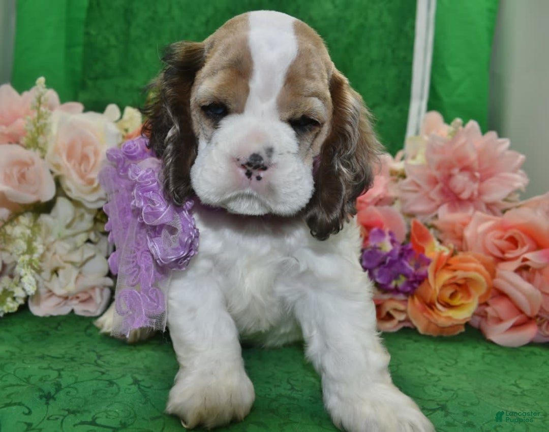 Cocker Spaniel dogs for sale: Akcarielsablepartimerleblueeyescockerpuppy - Image 9