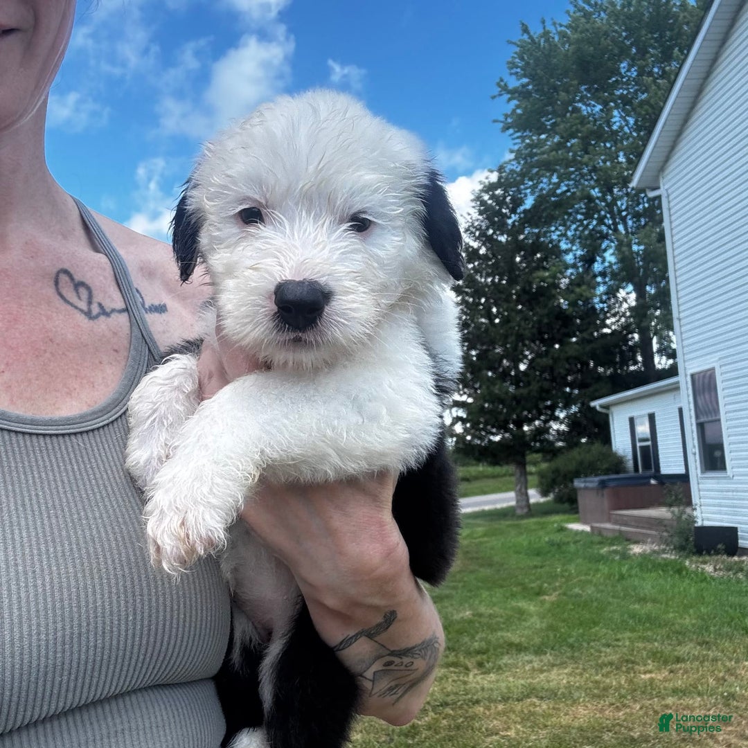 Old English Sheepdog dogs for sale: Joy - Image 1
