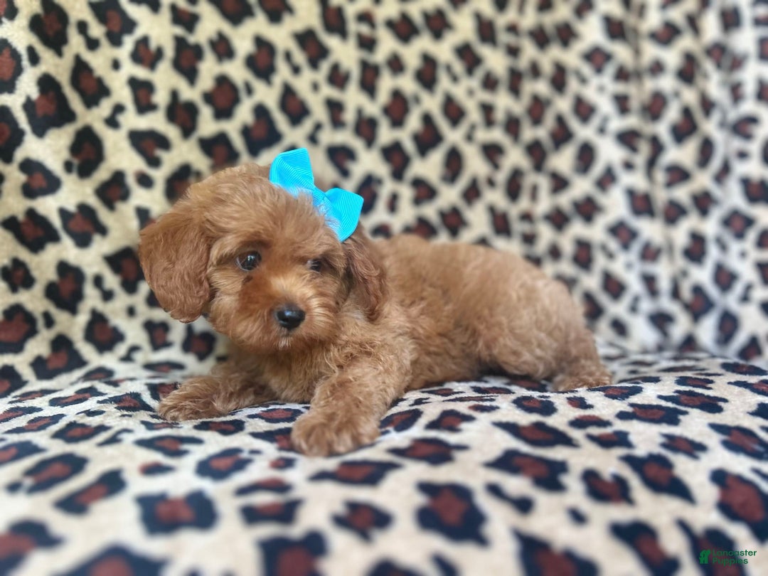 Cockapoo dogs for sale: Mango - Image 5
