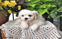 Cavachon dogs for sale: Max - Image 8