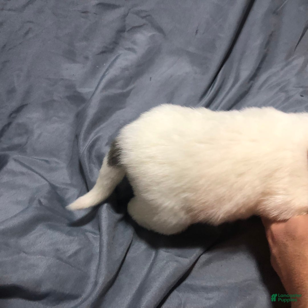 Great Pyrenees dogs for sale: Tinker Bell - Image 10