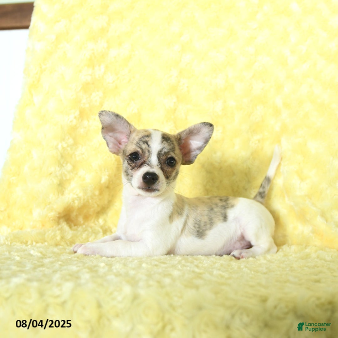 Chihuahua dogs for sale: Oreo - Image 2