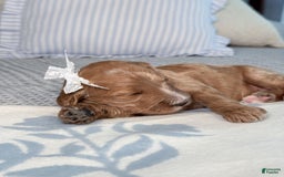 Goldendoodle dogs for sale: Virginia - Image 11