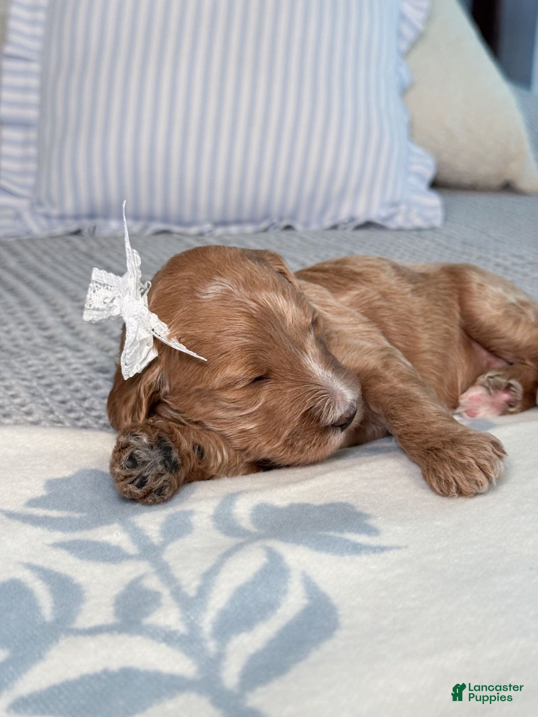 Goldendoodle dogs for sale: Virginia - Image 11