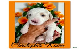 Bernedoodle dogs for sale: Christopher Robin - Image 4