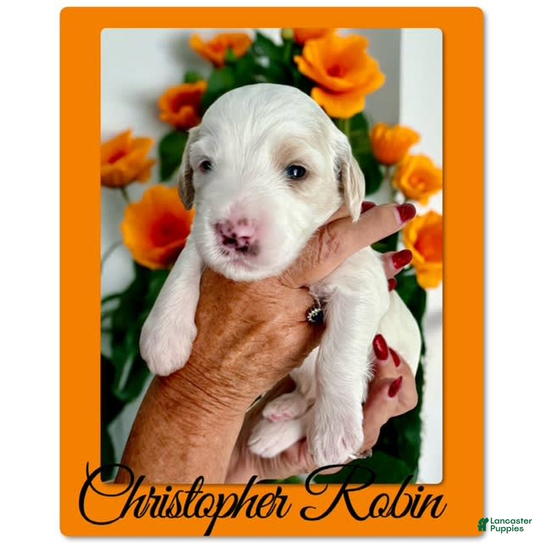 Bernedoodle dogs for sale: Christopher Robin - Image 4